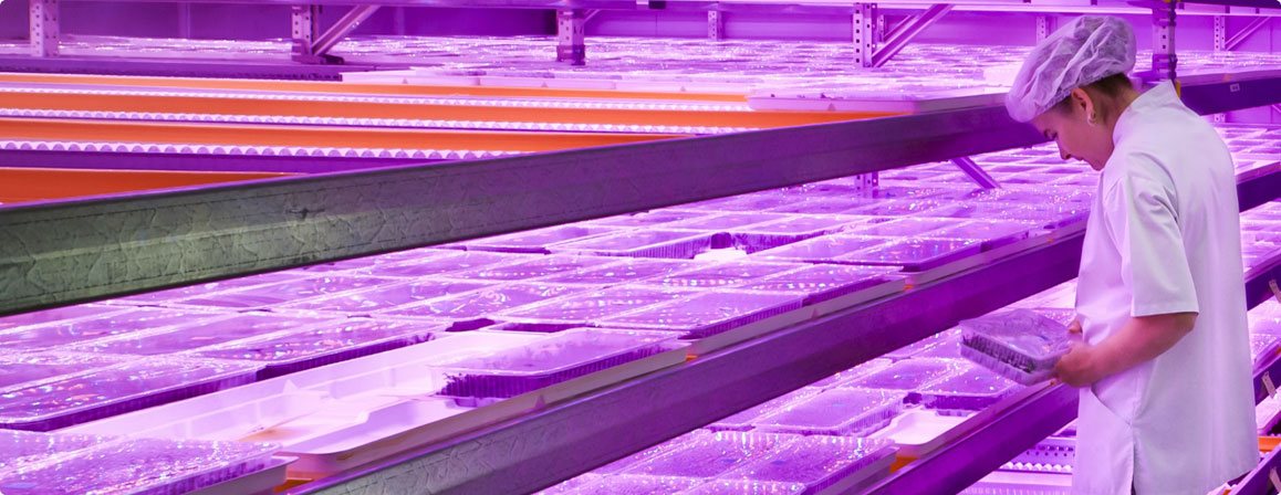 led grow light