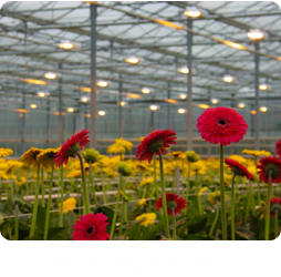 Floriculture Series