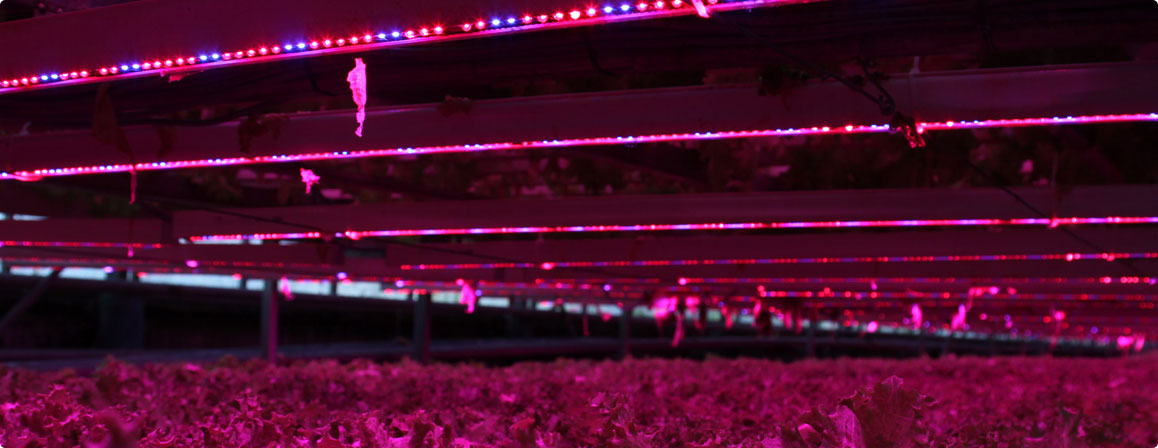 led grow light